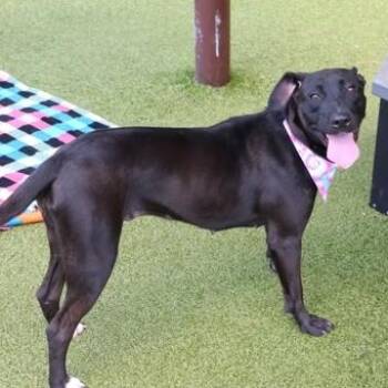 Pantera -  Mixed Breed Dog for Adoption in Athens, Georgia - Pantera | PetCurious