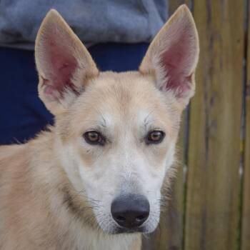 German Shepherd Dog and Husky Dogs Available for Adoption in Huntley, Illinois - Bradley | PetCurious