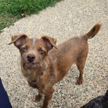 Rescue Chihuahua and Poodle Dogs for Adoption in Rochester, Minnesota - Moe | PetCurious