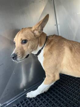 Mixed Breed Dogs Available for Adoption in Dallas, Texas - KALA | PetCurious