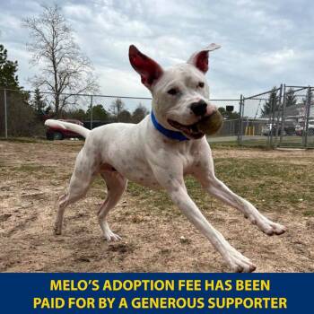 Melo -  Mixed Breed Dog for Adoption in Wantagh, New York - Melo | PetCurious