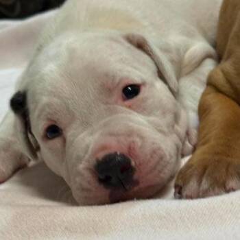 Casserole -  Mixed Breed Dog for Adoption in North Charleston, South Carolina - Casserole | PetCurious