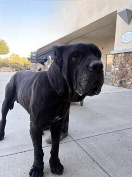 Cane Corso Dogs Available for Adoption in Riverside, California - BANE | PetCurious