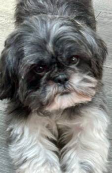 Roxie -  Shih Tzu Dog for Adoption in Union Grove, Wisconsin - Roxie | PetCurious