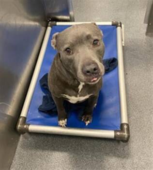 Rescue Mixed Breed Dogs for Adoption in Dallas, Texas - HUGS | PetCurious