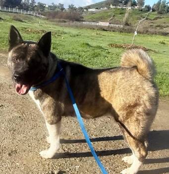 Akita Dogs Available for Adoption - STEVIE | PetCurious