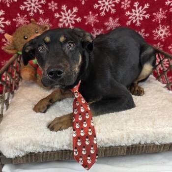Labrador Retriever Dogs Available for Adoption in Fort Wayne, Indiana - John Boy | PetCurious