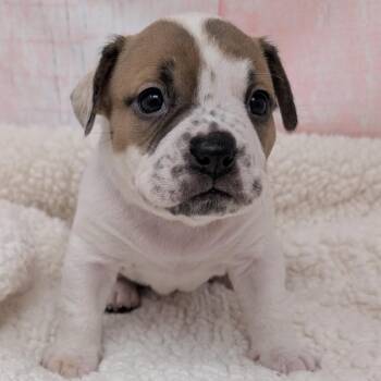 Pit Bull Terrier and Boxer Dogs Available for Adoption - Kiss | PetCurious