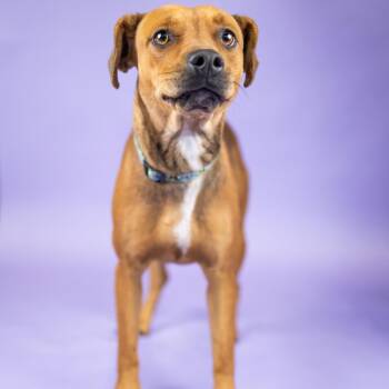 Ruby -  Mixed Breed Dog for Adoption in Portland, Oregon - Ruby | PetCurious