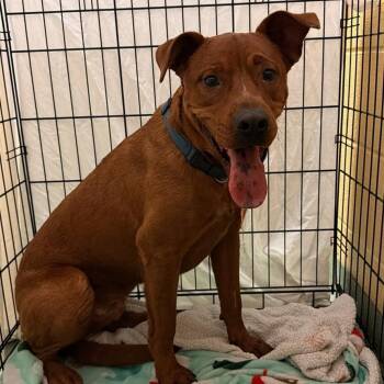Star -  Mixed Breed Dog for Adoption in Memphis, Tennessee - Star | PetCurious
