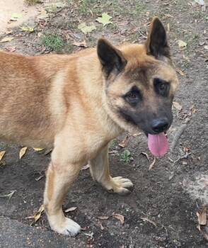Rescue Akita Dogs for Adoption in Watertown, Connecticut - Cash | PetCurious