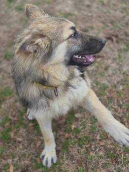 German Shepherd Dog Dogs Available for Adoption - Liesel | PetCurious