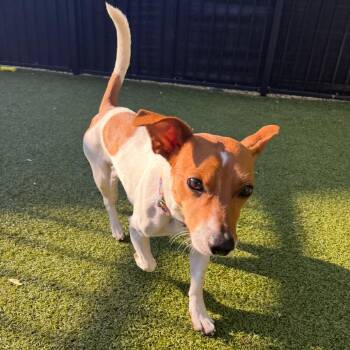 Jack Russell Terrier and Mixed Breed Dogs Available for Adoption in Charlottesville, Virginia - Rocky | PetCurious