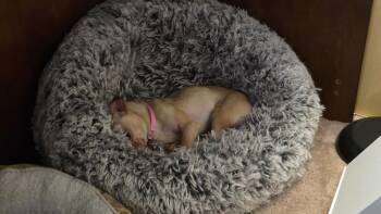 Little P -  Chihuahua Dog for Adoption in Winter Garden, Florida - Little P | PetCurious