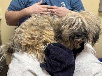 PARAMORE -  Havanese Dog for Adoption in Colorado Springs, Colorado - PARAMORE | PetCurious