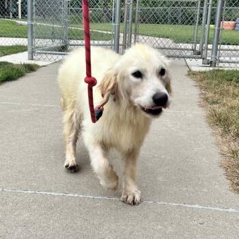 Maverick -  Golden Retriever Dog for Adoption in Sioux City, Iowa - Maverick | PetCurious