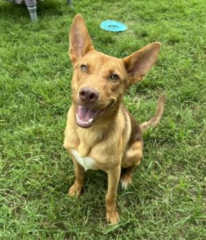 Aerosmith -  Shepherd Dog for Adoption in Evansville, Indiana - Aerosmith | PetCurious