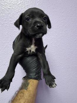 61312800 -  Mixed Breed Dog for Adoption in El Paso, Texas - 61312800 | PetCurious