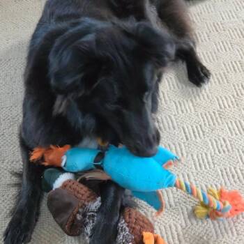Ziggy -  Shetland Sheepdog Sheltie and Retriever Dog for Adoption in Overland Park, Kansas - Ziggy | PetCurious