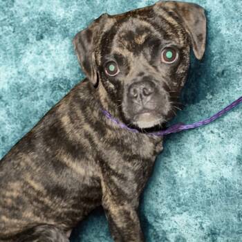 Rescue Pug and Mixed Breed Dogs for Adoption in Las Vegas, Nevada - Chavito | PetCurious
