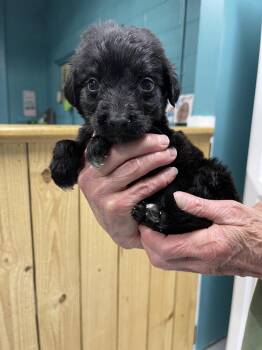 Great Pyrenees and Mixed Breed Dogs Available for Adoption - Mango | PetCurious