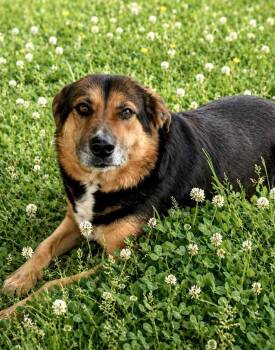 Shepherd Dogs Available for Adoption in Princeton, Massachusetts - Tootsie Roll | PetCurious