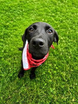 Cooper -  Mixed Breed Dog for Adoption in Dickson, Tennessee - Cooper | PetCurious