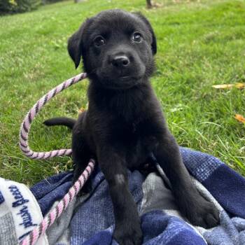 Sweet Potato Pie -  Black Labrador Retriever Dog for Adoption in Oak Brook, Illinois - Sweet Potato Pie | PetCurious