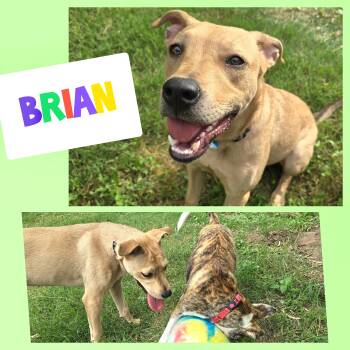 Brian -  Labrador Retriever and Mixed Breed Dog for Adoption in San Antonio, Texas - Brian | PetCurious