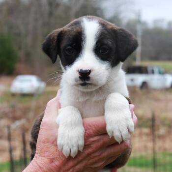 Shepherd Dogs Available for Adoption in Stormville, New York - CT Mazda Avail Apr 25 | PetCurious