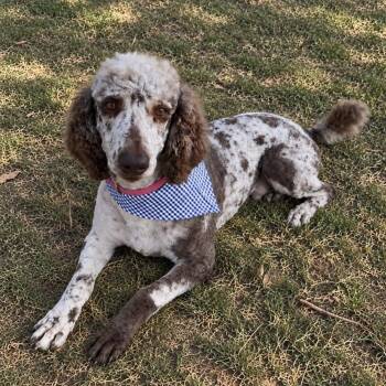 Snickers -  Standard Poodle Dog for Adoption in Pelham, New Hampshire - Snickers | PetCurious