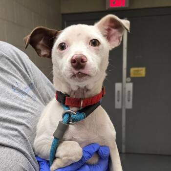 Annabelle -  Terrier and Mixed Breed Dog for Adoption in Concord, North Carolina - Annabelle | PetCurious