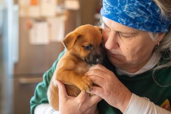 Rescue Terrier Dogs for Adoption in Santa Rosa, California - Sally | PetCurious