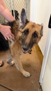 Trudi -  German Shepherd Dog Dog for Adoption in Estes Park, Colorado - Trudi | PetCurious