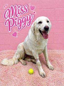Ms. Piggy -  Great Pyrenees and Mixed Breed Dog for Adoption in Seagoville, Texas - Ms. Piggy | PetCurious
