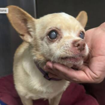Chihuahua Dogs Available for Adoption - Bernie D11365 | PetCurious