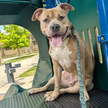 Rescue Pit Bull Terrier Dogs for Adoption in Chicago, Illinois - Beef | PetCurious