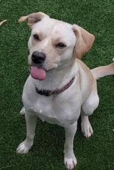 Rescue Labrador Retriever Dogs for Adoption in Oklahoma City, Oklahoma - Fuana | PetCurious
