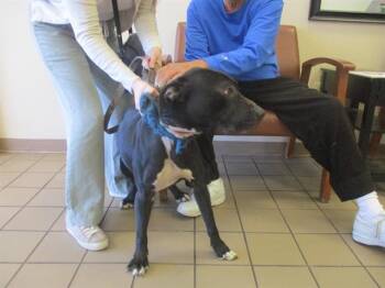 American Staffordshire Terrier Dogs Available for Adoption - CHLOE | PetCurious