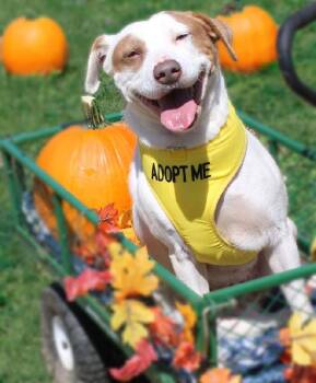 Rescue Terrier Dogs for Adoption in Scottsburg, Indiana - VALENTINE | PetCurious