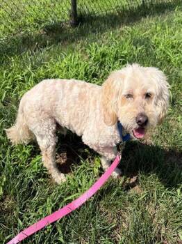 RAGS -  Poodle and Cocker Spaniel Dog for Adoption in Leesburg, Virginia - RAGS | PetCurious