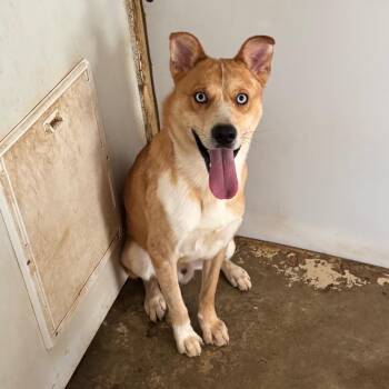 Cattle Dog and Husky Dogs Available for Adoption in Brownsboro, Alabama - Benjen | PetCurious