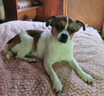 Zig Zag : Zaggy -  Boston Terrier and Chihuahua Dog for Adoption in Aurora, Indiana - Zig Zag : Zaggy | PetCurious