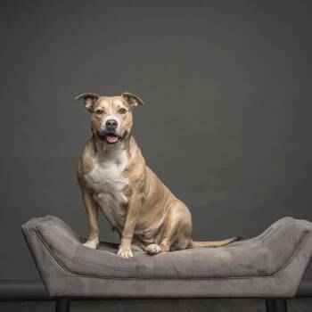 Bella -  American Staffordshire Terrier Dog for Adoption in Fort Worth, Texas - Bella | PetCurious