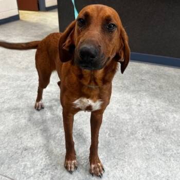 Rescue Hound Dogs for Adoption in Smithfield, North Carolina - Belinda | PetCurious