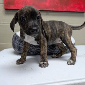 Lily -  Mixed Breed Dog for Adoption in Knoxville, Tennessee - Lily | PetCurious