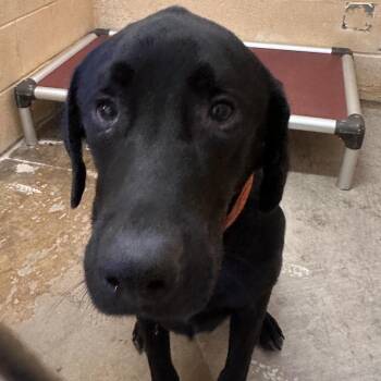 Lab -  Black Labrador Retriever Dog for Adoption in Corinth, Mississippi - Lab | PetCurious