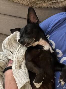 Chihuahua and Italian Greyhound Dogs Available for Adoption - Pip | PetCurious