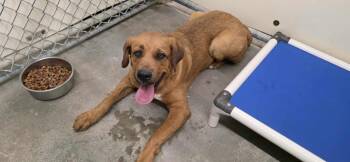 Rescue Mastiff and Hound Dogs for Adoption in California City, California - Whitney | PetCurious