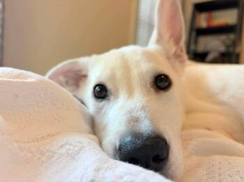 Franklin -  Husky and Shepherd Dog for Adoption in Holly Springs, North Carolina - Franklin | PetCurious